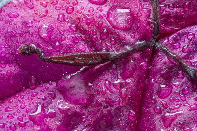 Close-up of wet purple cabbage leaf