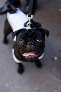 Portrait of black dog