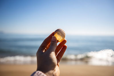 Close-up of hand holding seashell on beach