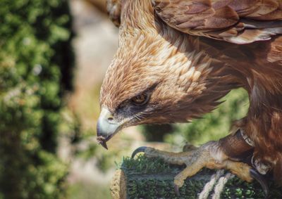 Close-up of bird