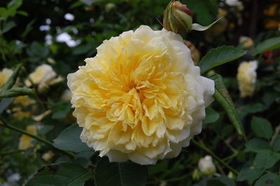 Close-up of yellow flowering plant