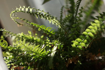 Close-up of fern leaves