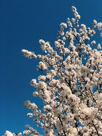 Low angle view of cherry blossoms against blue sky