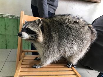 Close-up of cat looking at camera on table