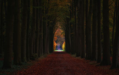 Walkway amidst trees at forest during autumn