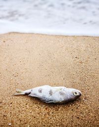 High angle view of fish on beach