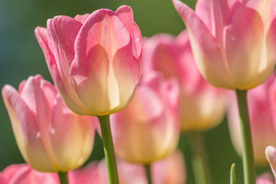 Close up of fresh tender blooming pink tulip