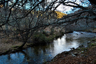 Scenic view of lake in forest