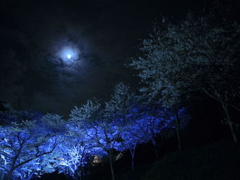 Illuminated trees against sky at night