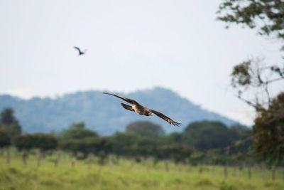 Bird flying over grass against sky