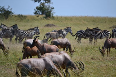 Horses in a field