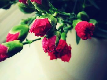 Close-up of pink rose blooming outdoors