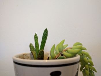 Close-up of succulent plant in pot