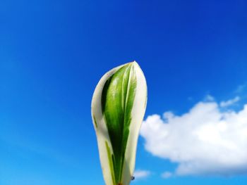 Low angle view of green plant against blue sky