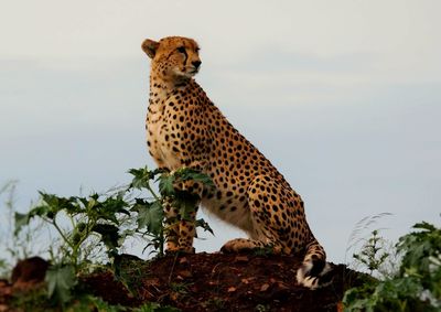 Giraffe sitting on tree against sky