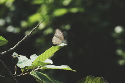 Close-up of butterfly on flower