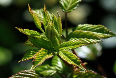 Close-up of plant