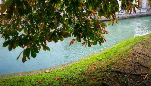 Trees growing on landscape