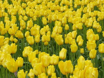 Yellow tulip flowers blooming in field