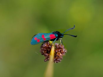 Close-up of insect pollinating on red flower