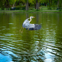 Heron in a lake