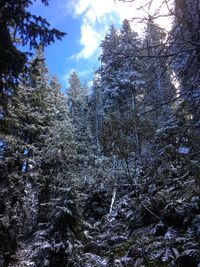 Low angle view of trees in forest against sky