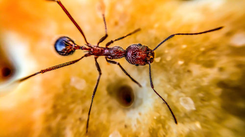Macro shot of ant outdoors