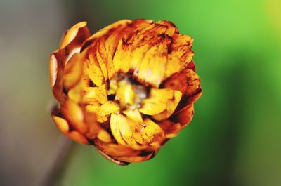 Close-up of red flower