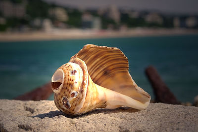 Close-up of shell