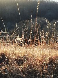 Close-up of plants on field