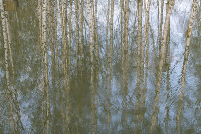 Full frame shot of trees by lake