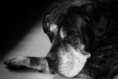 Close-up of a dog looking away