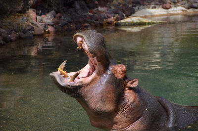 Hippopotamus in the water in fuerteventura zoo, spain