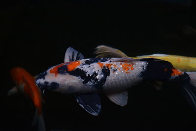 Close-up of fish swimming in sea