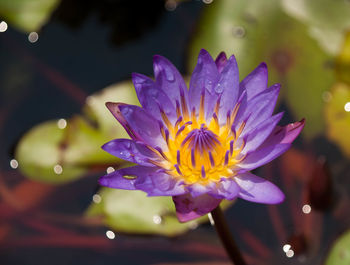 Close-up of purple flower