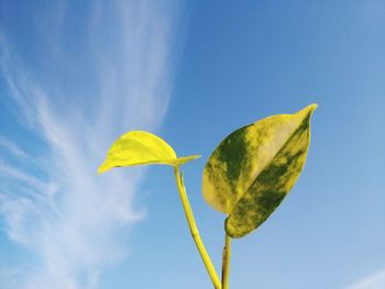 Low angle view of yellow leaf against blue sky