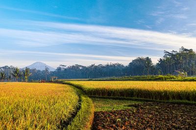 Scenic view of agricultural field against sky