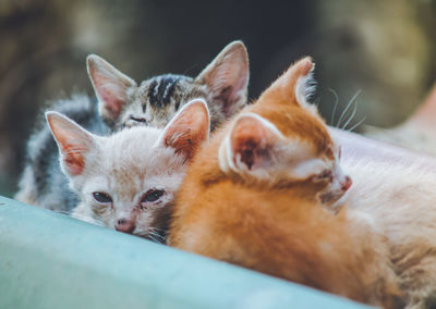 Close-up of a kitten