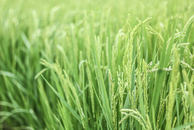 Full frame shot of wheat field