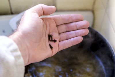 Close-up of hand holding insect