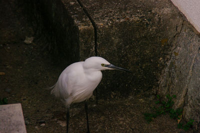 High angle view of bird perching on rock