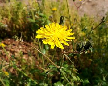 Close-up of insect on yellow flower