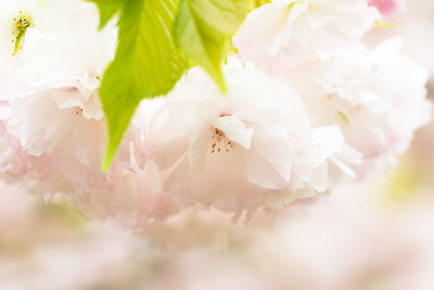 Close-up of cherry blossoms in spring