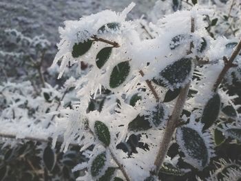Close-up of snowflakes on snow