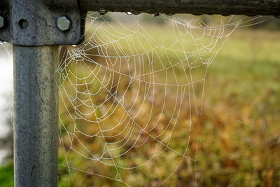 Close-up of spider web