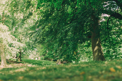 Trees in forest