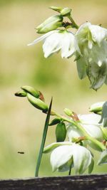 Close-up of white flowering plant