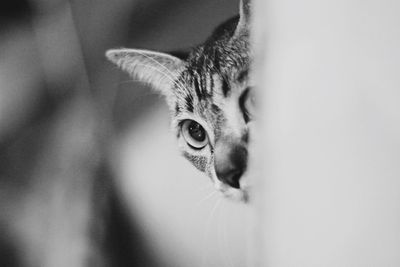 Close-up portrait of cat