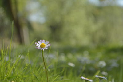 Close-up of white flowering plant on field