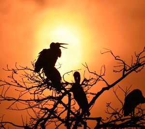 Silhouette bird perching on tree